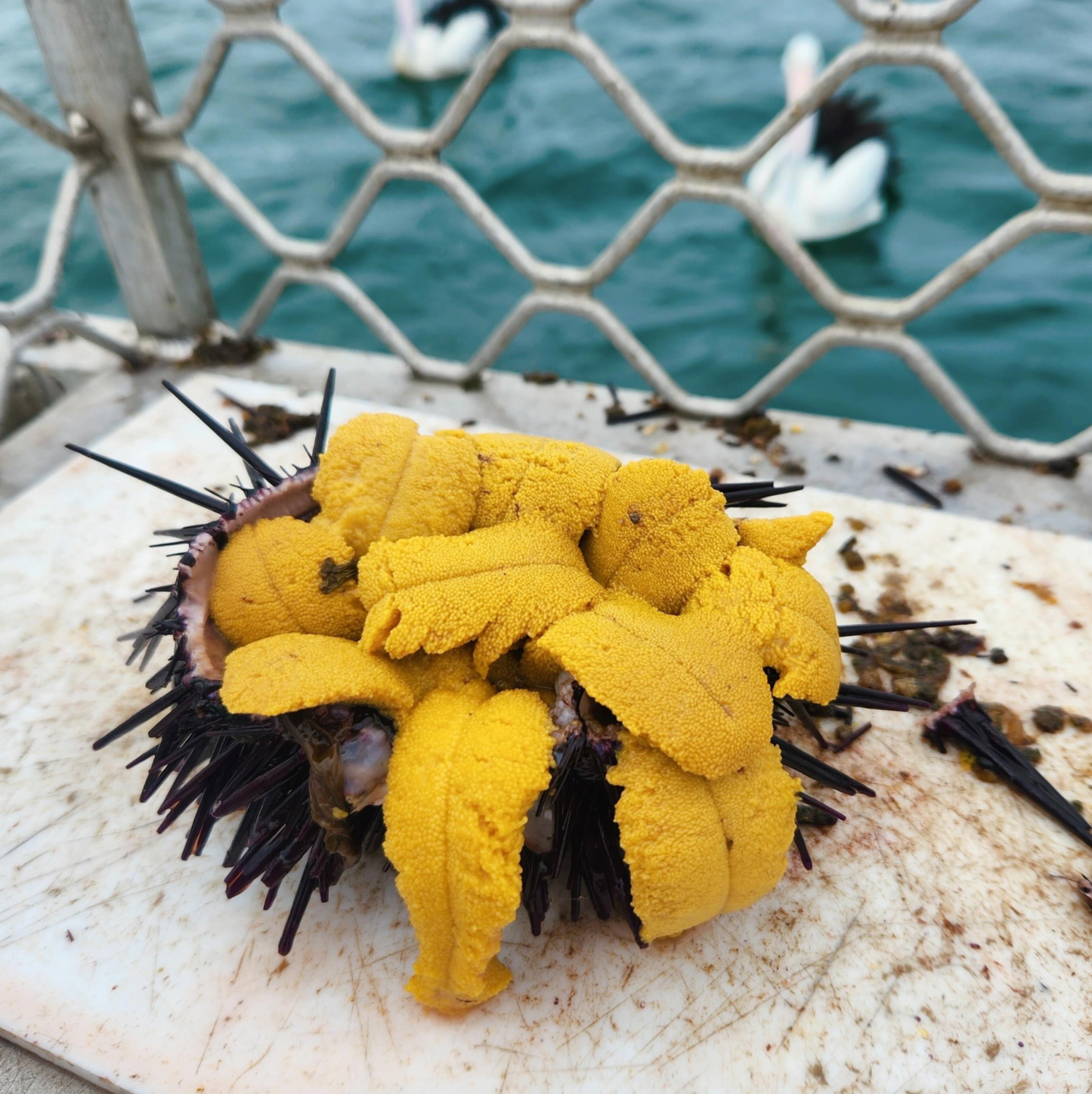 Sea Urchin Uni - 5 Pocket 100g